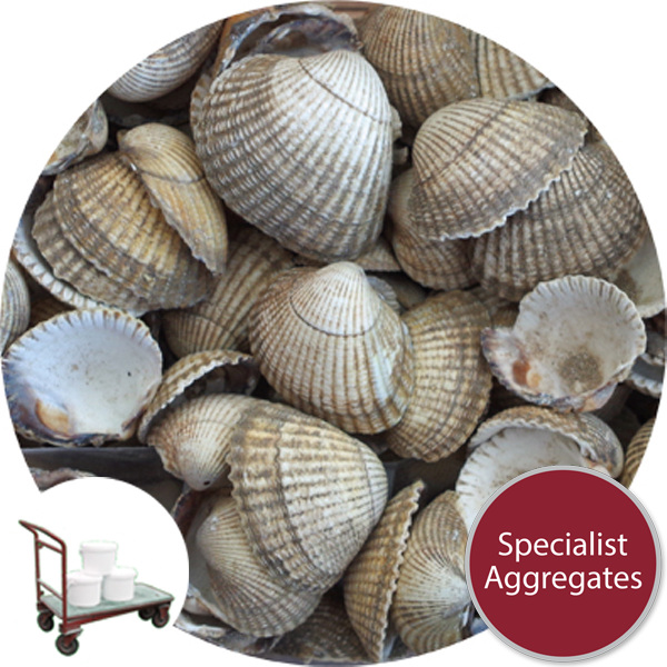 Sea Shells Natural Cockle - Click & Collect